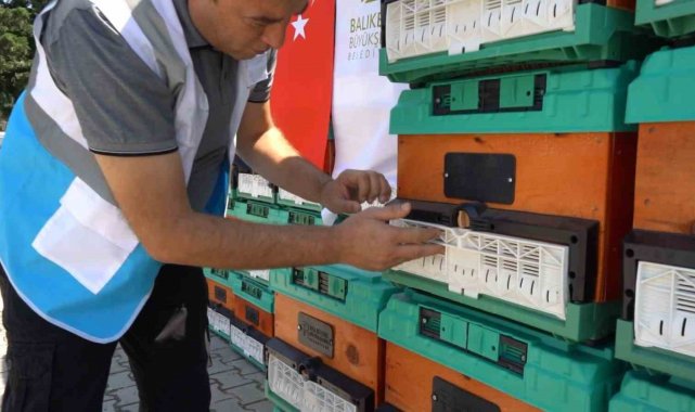 Ömrünü tamamlayan ağaçlar, kovan oluyor