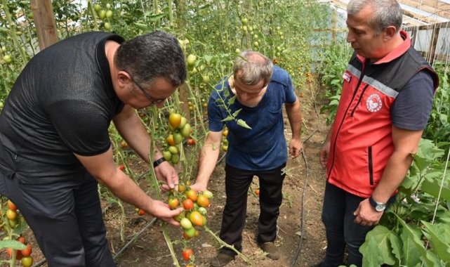 Ordu'da örtü altı yetiştiriciliği 9 yılda yüzde 80 arttı