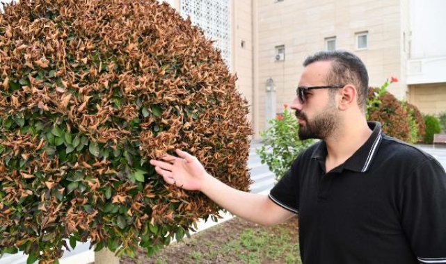 Osmaniye'de aşırı sıcaklar nedeniyle süs ağaçlarının yaprakları kurudu