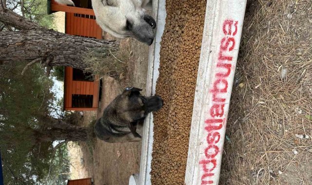 Perseid metor yağmurunda sokak hayvanları için yüzlerce kilo mama topladılar