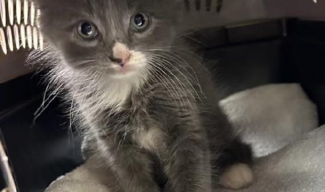 Polis, çalıntı aracın içinde bulduğu kedi yavrusunun sahibini arıyor