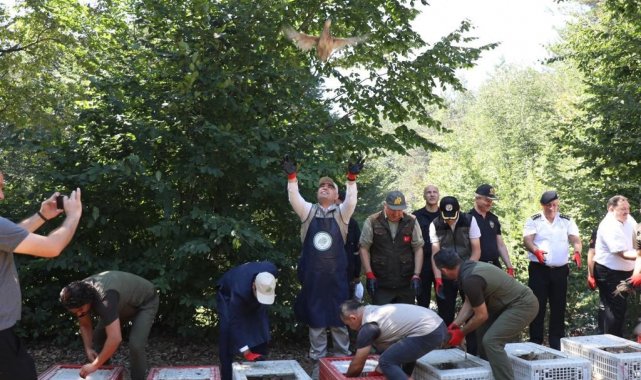 Popülasyonu azalıyordu, 500 sülün doğa ile buluştu