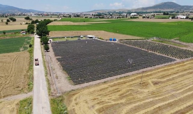 Samsun'un yüzde 38,92'sinde tarım yapılıyor