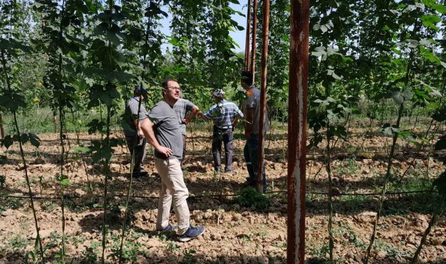 Şerbetçiotu tarlaları hasat öncesi kontrol edildi