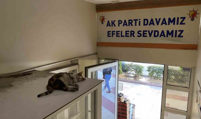 Sevimli kedi sıcak havadan parti binasına sığınarak korunmaya çalıştı