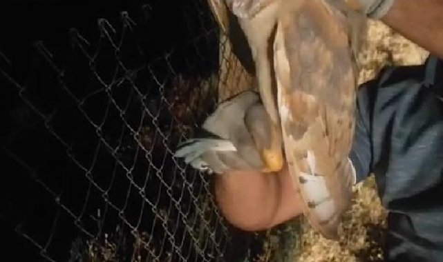 Seyir halindeki kamyonun şoförü, tellere takılan baykuşu fark edip kurtardı