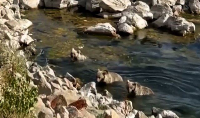 Sıcaktan bunalan yavru boz ayılar Nemrut Krater Gölü'nde serinledi