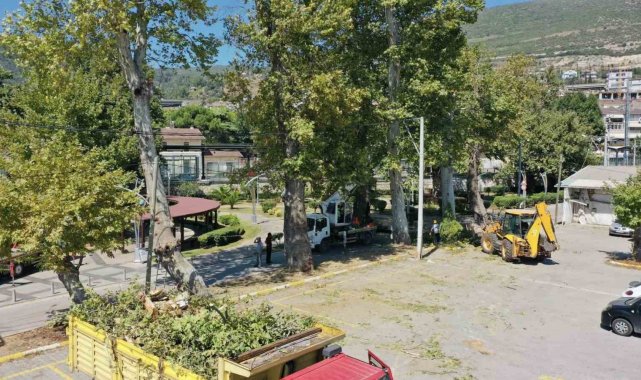 Tarihi çınarlar bakıma alındı