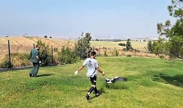 Tedavileri tamamlanan 2 leylek özgürlüğe kanat çırptı
