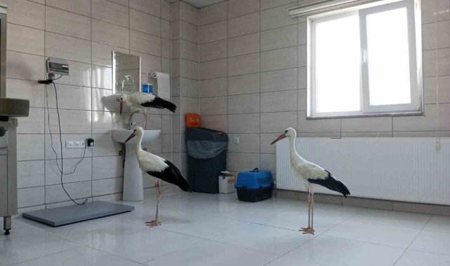Tedavileri tamamlanan 3 leylek doğaya salındı