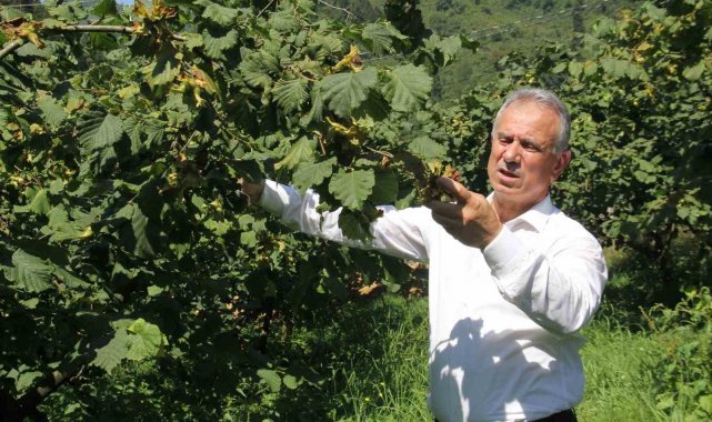 TTB Başkanı Eyyüp Ergan: "Açıklanan fındık fiyatları piyasa şartlarına göre uygundur"