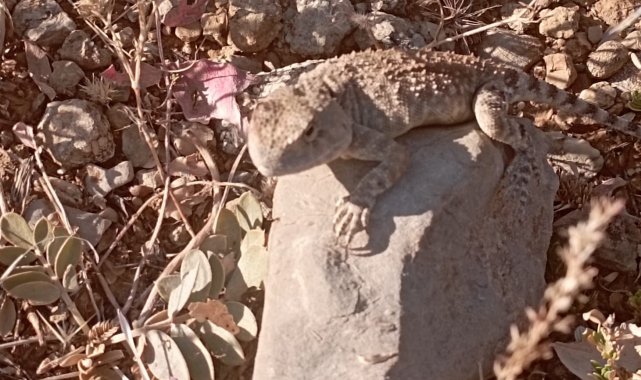 Tunceli'de 'bozkır keleri' fotoğraflandı