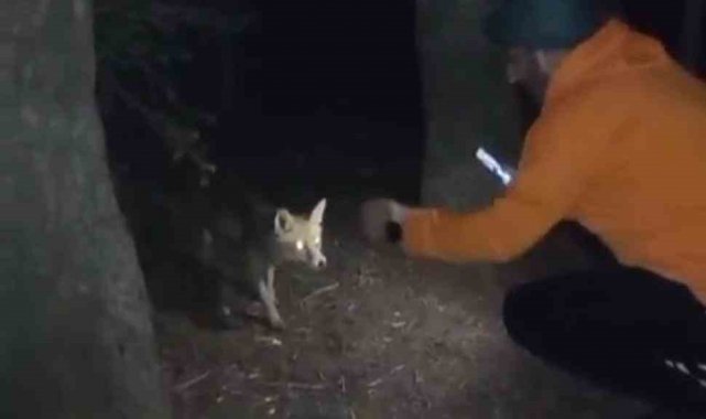 Uludağ'da yanına gelen tilkiye köfte ikram etti