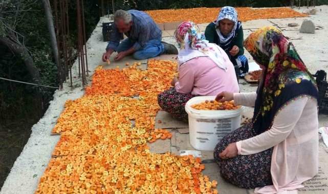 Van'da kayısı kurutma dönemi