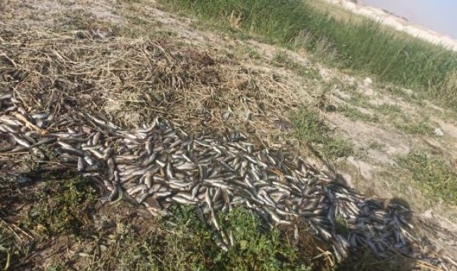Van'da oksijensiz kalan 325 ton alabalık öldü