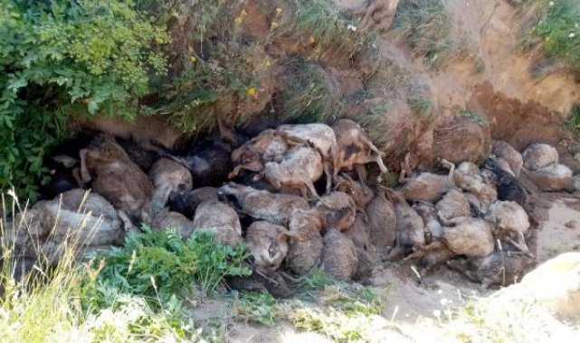 Van'da peş peşe uçurumdan atlayan 130 koyun öldü