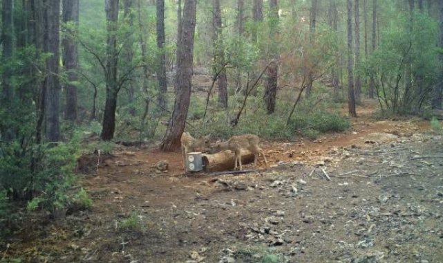 Yaban hayvanları için 900'ü aşkın yalak yapıldı