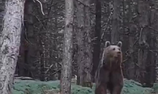 Yalova'da ayı ve yavruları kamerada