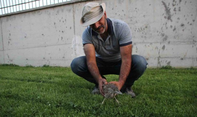 Yaralı bulunan balaban kuşu tedavi altına alındı