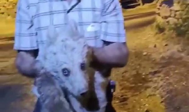 Yavru ayıyı, annesinin olduğu düşünülen araziye götürüp, bıraktılar
