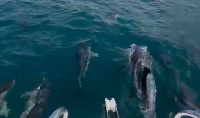Yunuslar Giresun'da tekneyle böyle yarıştı