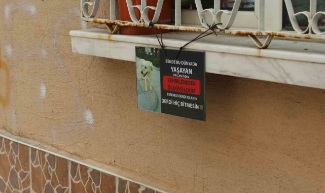 Zehirlenerek öldürüldüğü iddia edilen 'Kahraman' hayvanseverleri ayağa kaldırdı