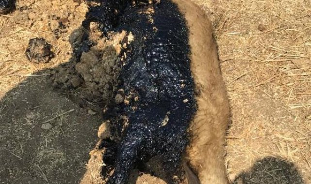 Zifte saplanan koyun, itfaiye ekiplerince kurtarıldı