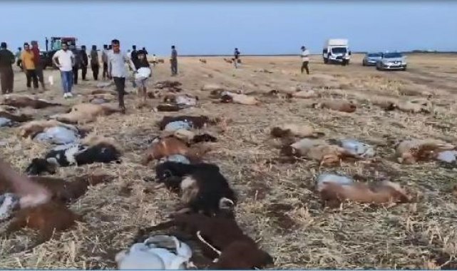Zirai ilaç tespit edilen sudan içen 110 küçükbaş öldü