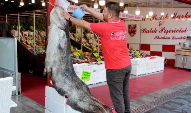 2,5 metre boyundaki 141 kiloluk yayın balığı tezgahta