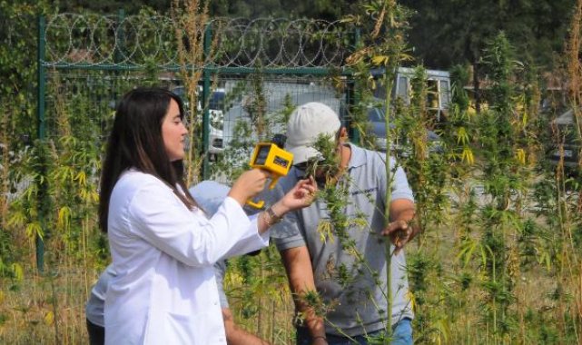 'Sürdürülebilir Kenevir Yetiştiriciliği Projesi' ile su ve gübreden tasarruf