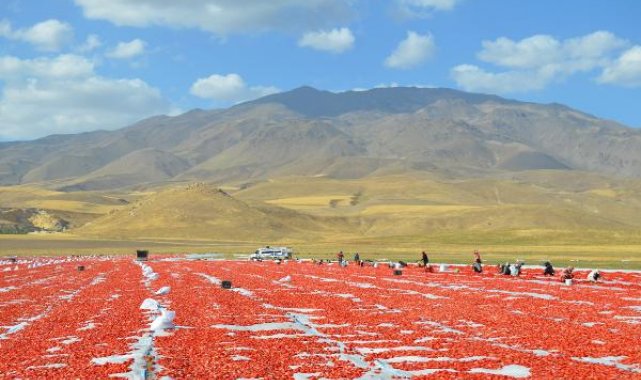 Adilcevaz'dan İtalya'ya kurutulmuş domates ihracatı; pizzalara sos oluyor