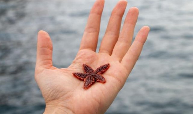 Atlantik denizyıldızı, Türk denizlerini tehdit ediyor