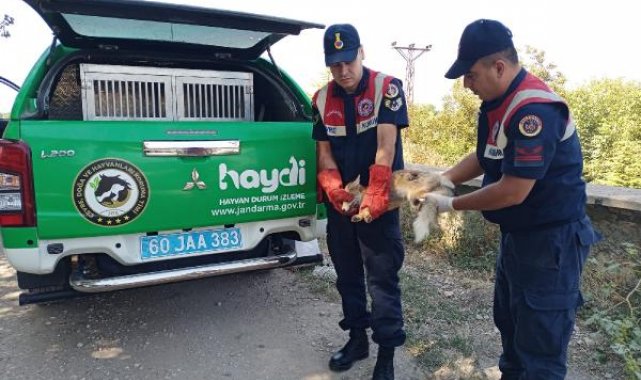 Av tüfeğiyle vurulan tilki, tedaviye alındı