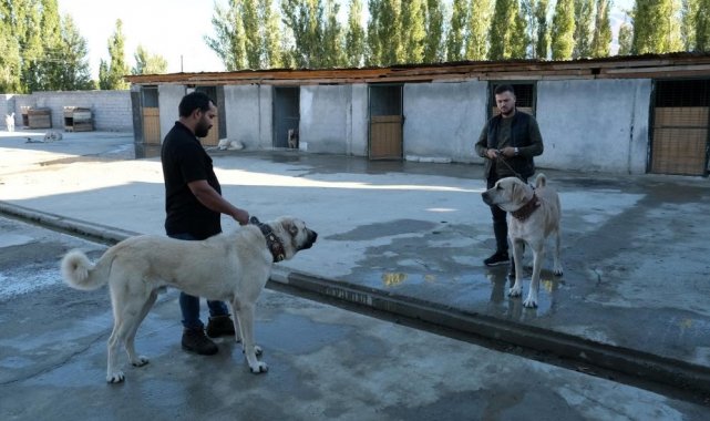 Avrupa ülkelerinden bile talep gören saf ırk köpekler, Erzincan'da yetiştiriliyor