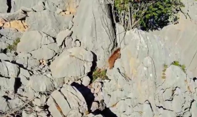 Ayı ile 2 yavrusu, zirvede görüntülendi