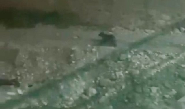 Ayılar, ilçe merkezine indi