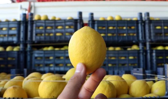 Bahçede kilosu 3, halde 4 liraya satılan limon, market rafında 24 lira