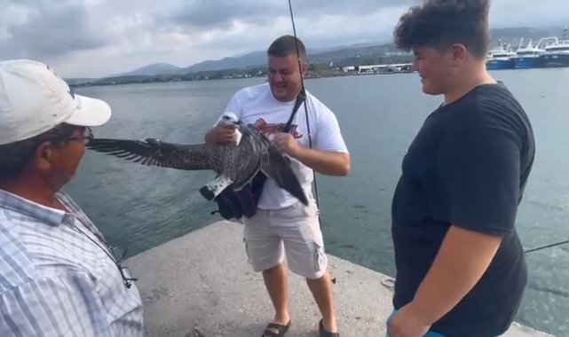 Balıkçıların oltasına bu kez balık değil martı takıldı