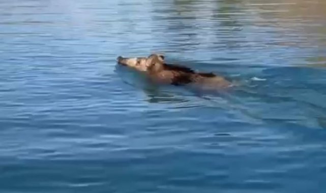 Baraj gölünde yüzen yaban domuzlarını gören vatandaşlar şaşkına döndü