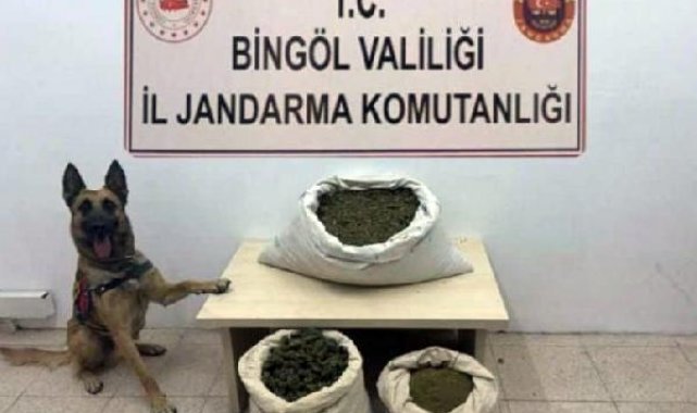 Bingöl'de arazi aramasında 55 kilo esrar, 10 bin kök kenevir ele geçirildi