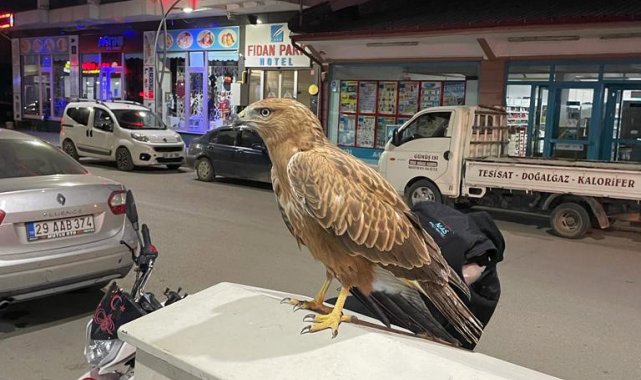 Bitkin halde bulunan şahin doğaya salındı