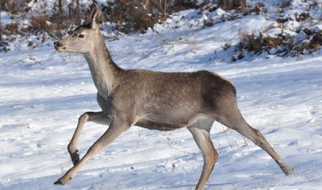 Bolu Barosu, kızılgeyikler için ihale iptal davası açtı
