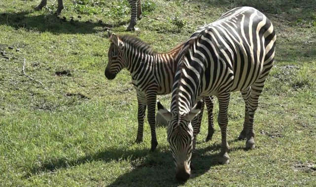 Bursa Hayvanat Bahçesi'nin zebra ailesine 3 yeni üye