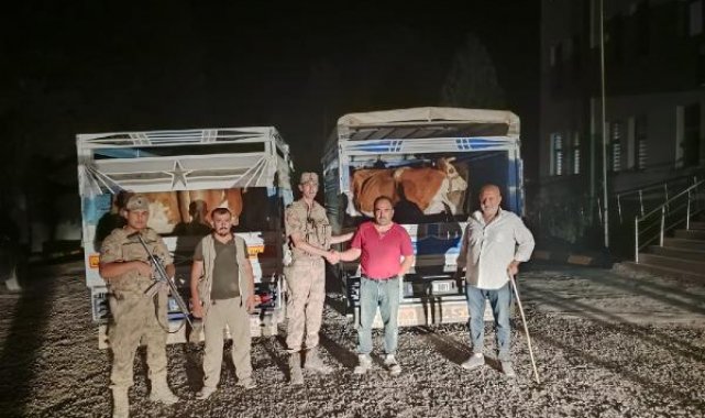 Çaldığı büyükbaş hayvanları satmaya çalışırken yakalandı