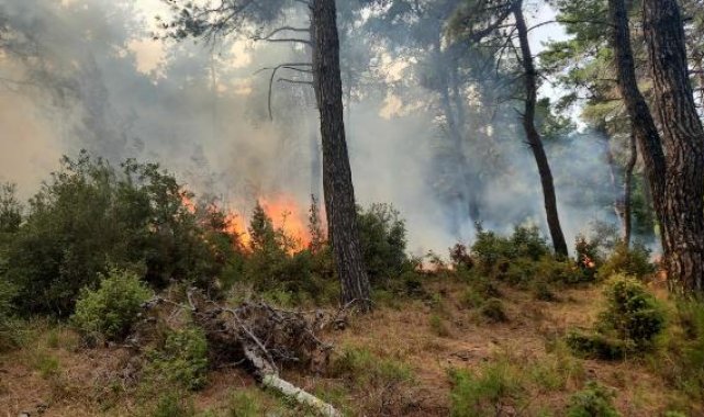 Çanakkale'de orman yangını