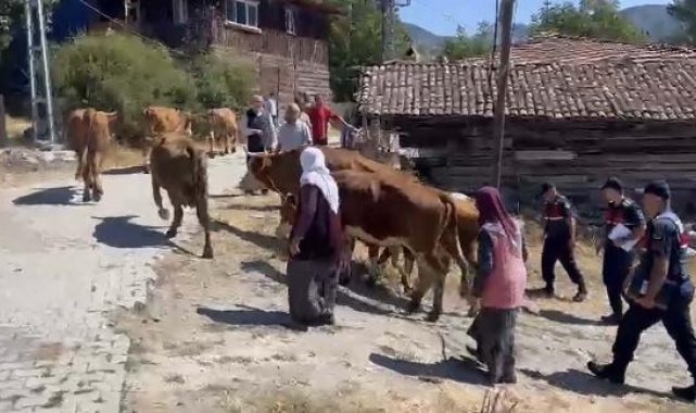 Çankırı'da çoban, 25 büyükbaşı satıp kaçtı