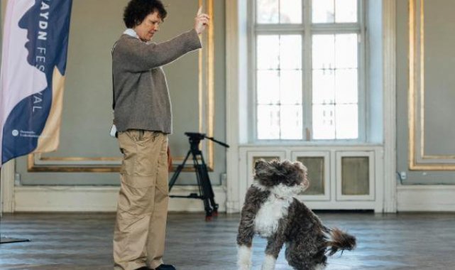 Danimarka'daki klasik müzik festivalinde orkestraya 3 köpek katıldı