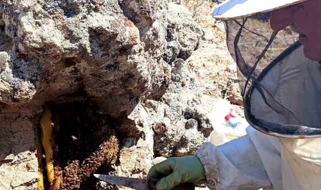 Dedesinden öğrendiği yöntemle balı 'taş'tan çıkarıyor