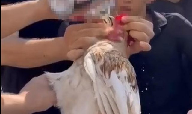 Düğünde horoza içki içiren 5 kişiye para cezası