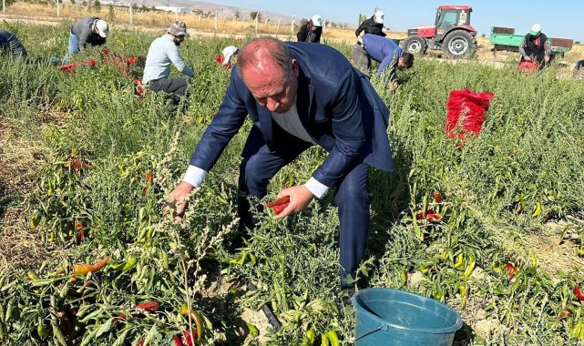 Ereğli Belediyesi salçalık biber dağıttı